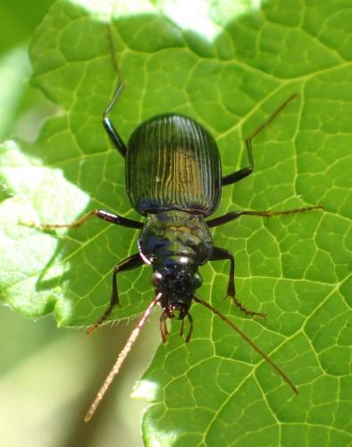 Réf. 182 339 : Nebria sp.